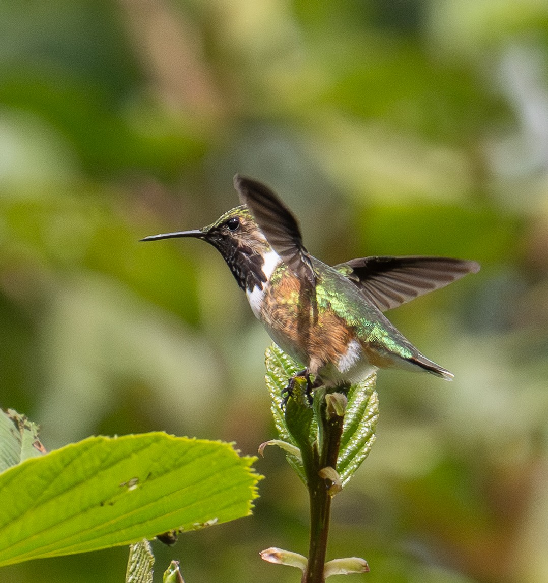 Colibrí de Eloísa - ML646855295