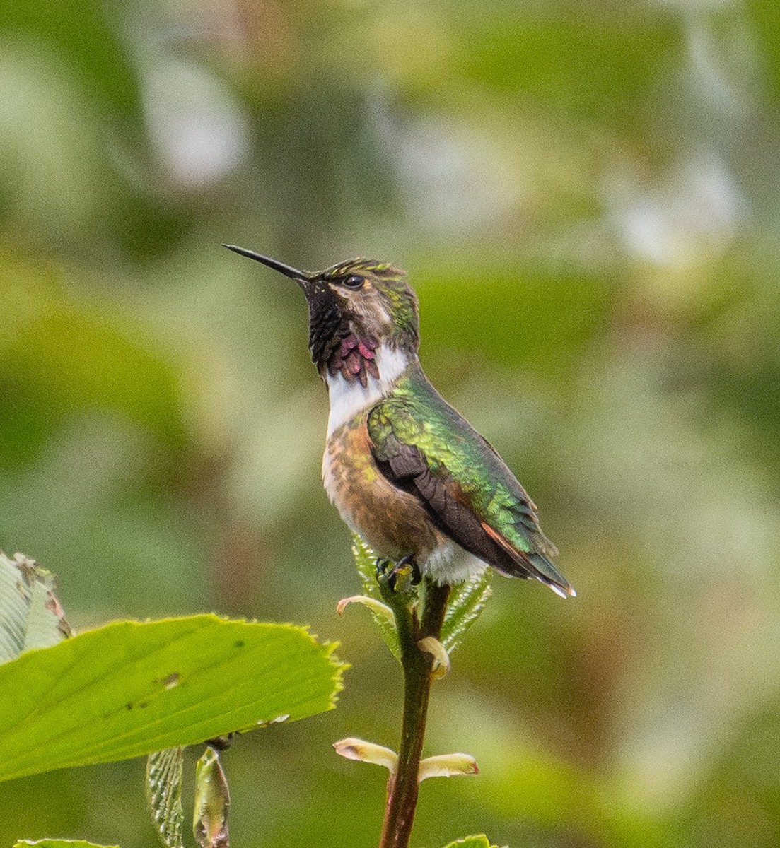 Meksika Arı Kolibrisi - ML646855296