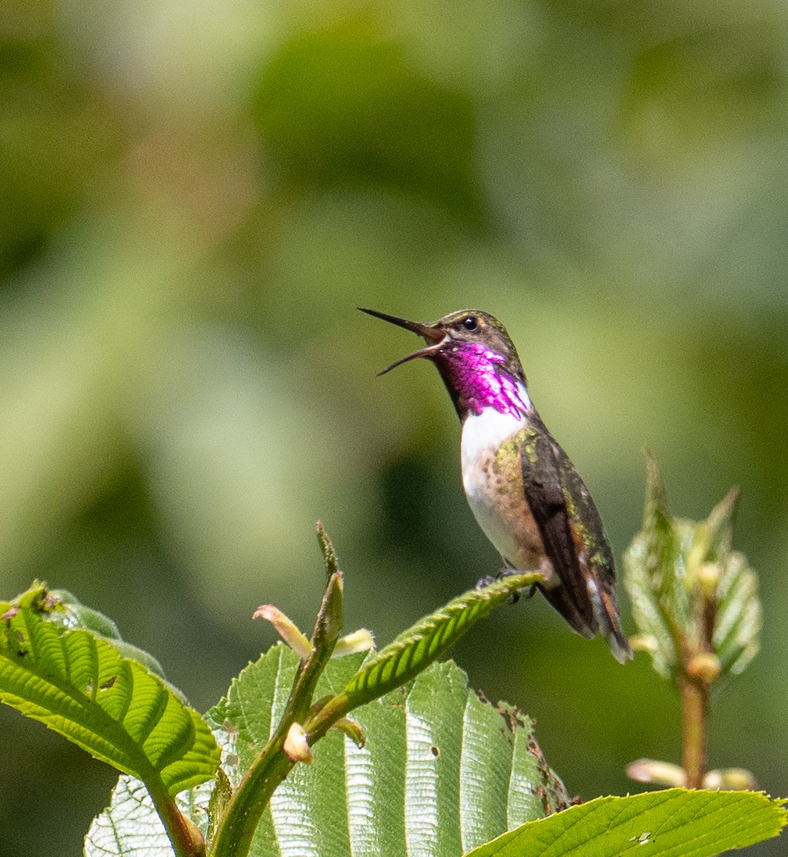 Meksika Arı Kolibrisi - ML646855297