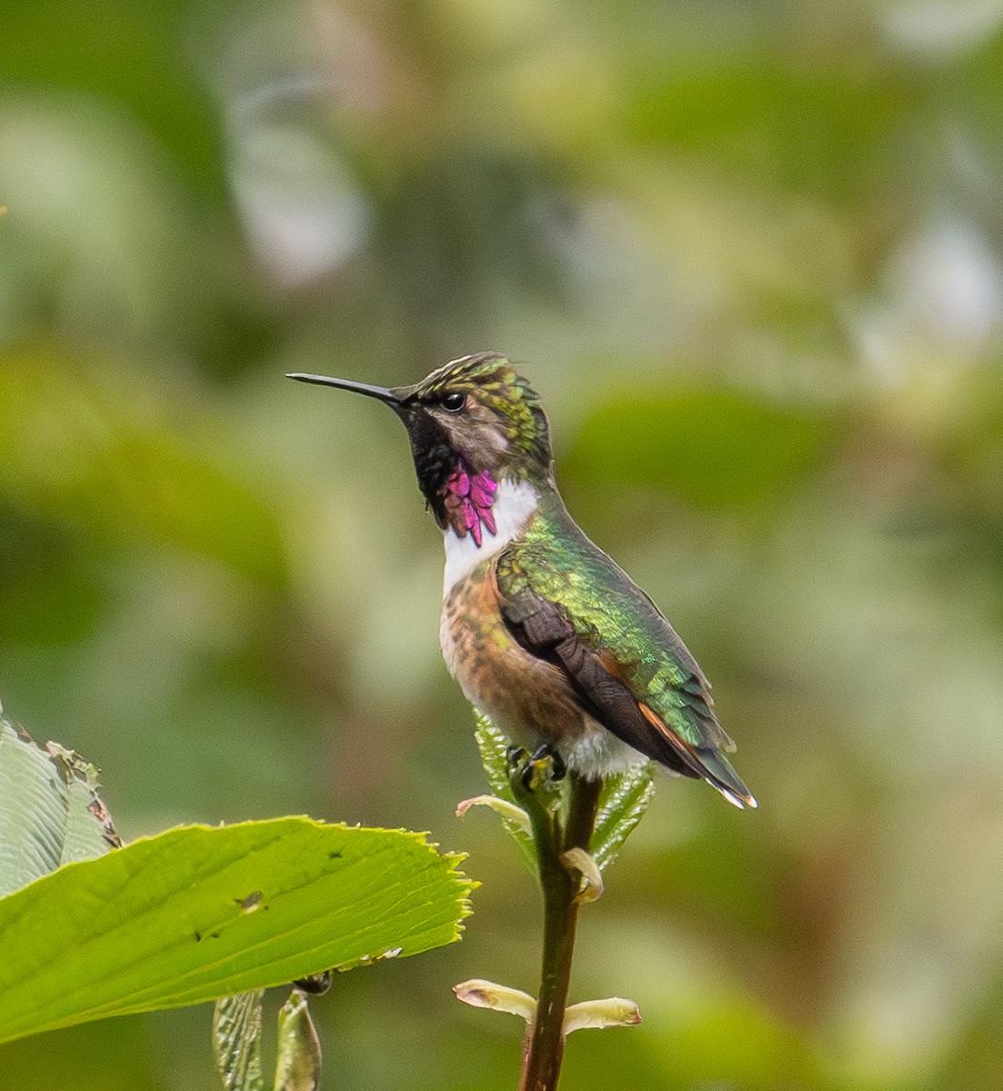 Colibrí de Eloísa - ML646855298