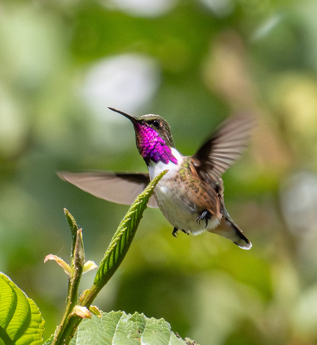 Meksika Arı Kolibrisi - ML646855300