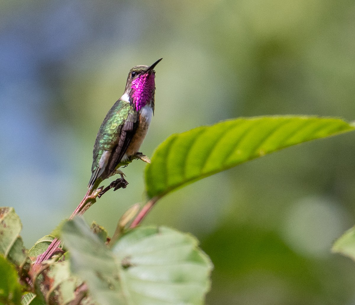 Meksika Arı Kolibrisi - ML646855301