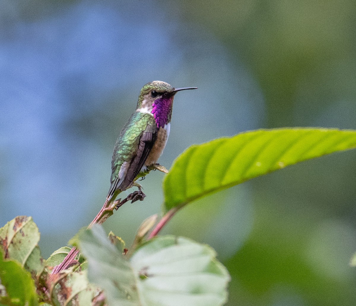 Meksika Arı Kolibrisi - ML646855302