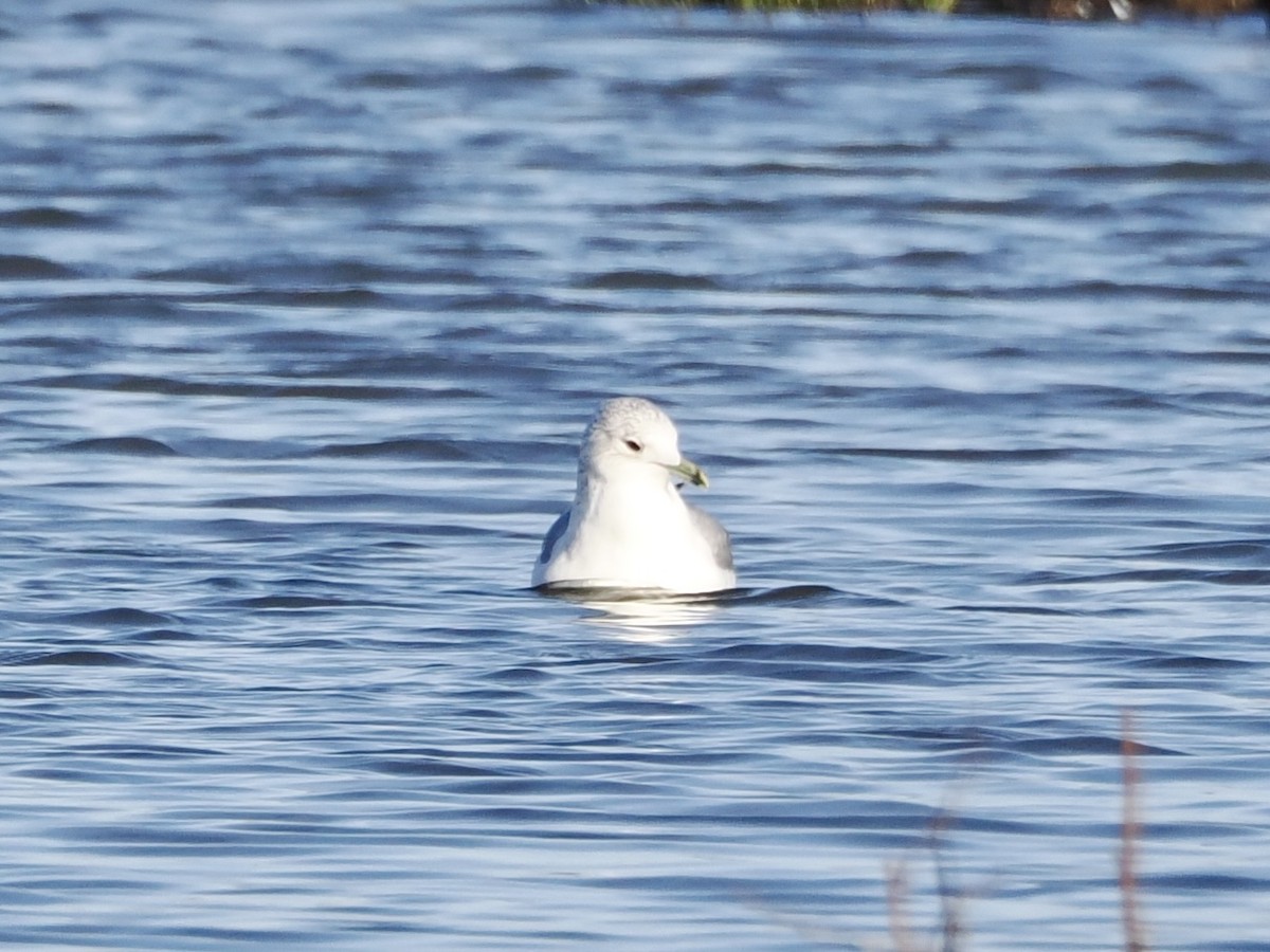 שחף אפרורי - ML646855303