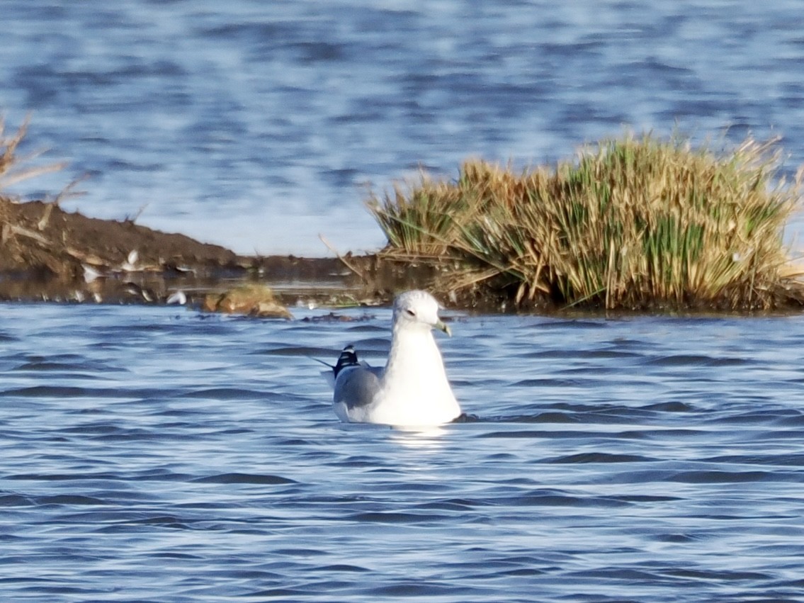שחף אפרורי - ML646855304