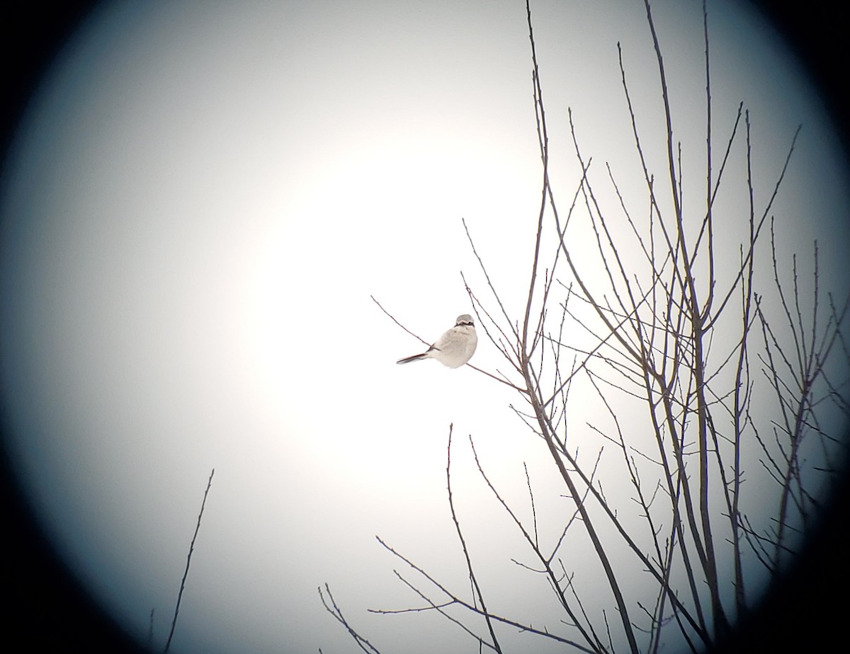 חנקן צפוני - ML646855305