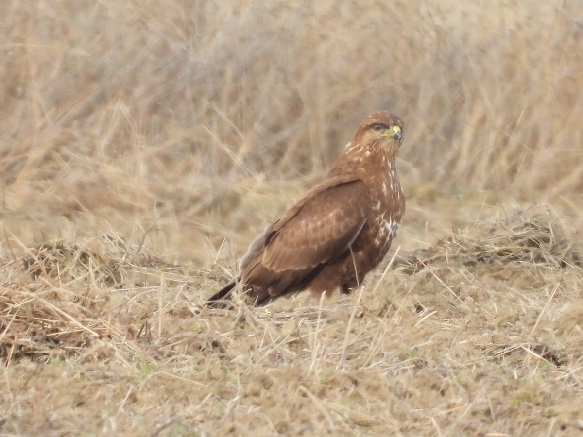 עקב חורף - ML646855306