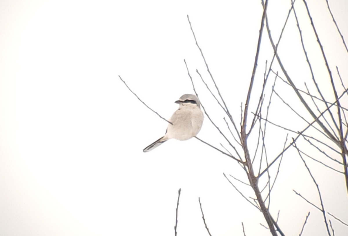 Northern Shrike - ML646855308