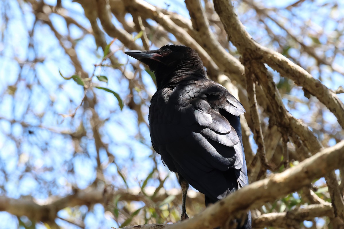 Torresian Crow - ML646855313