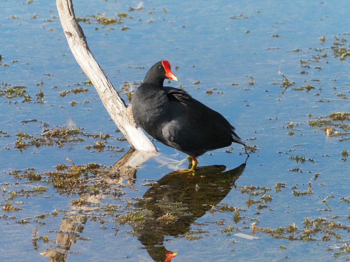 Common Gallinule - ML646855316