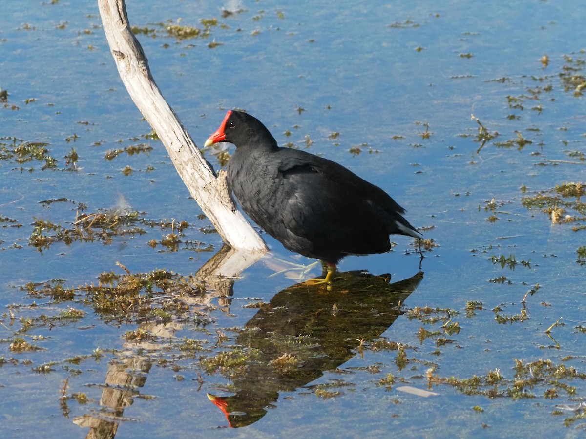Common Gallinule - ML646855317