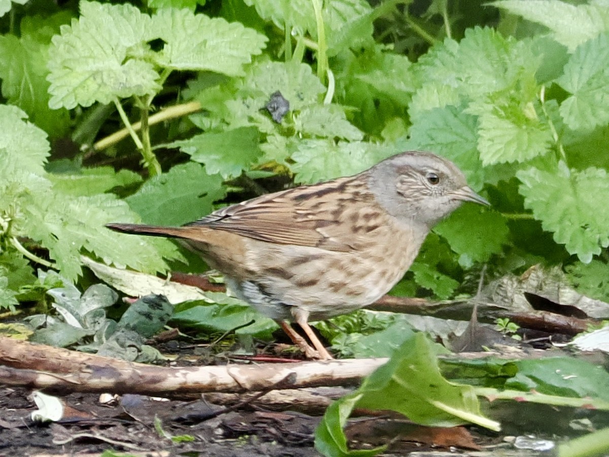 Dunnock - ML646855319