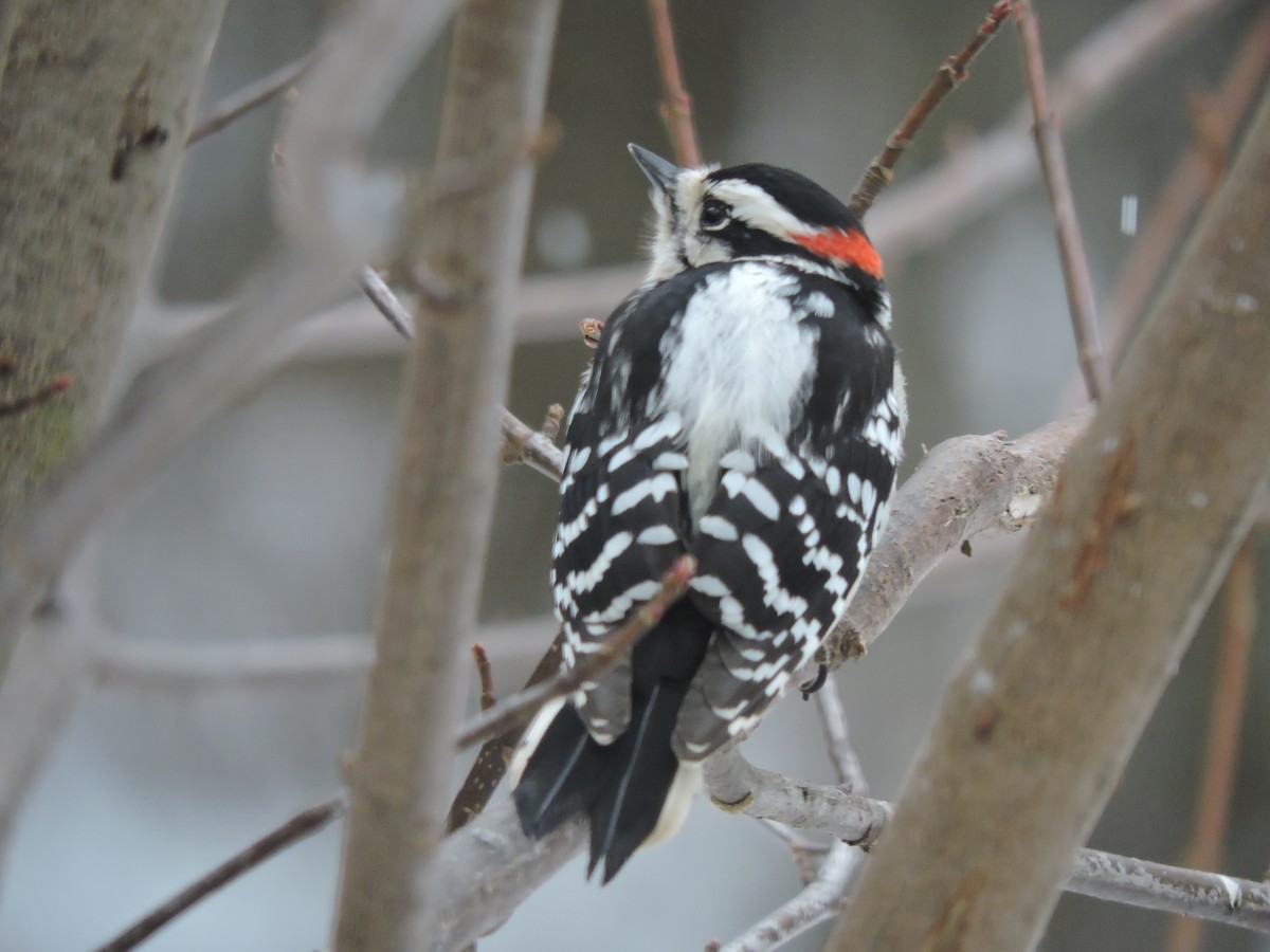 Yumuşak Tüylü Ağaçkakan (pubescens/medianus) - ML646855322