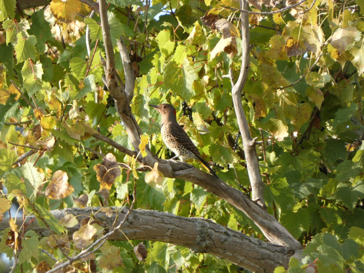 Northern Flicker - ML646855324