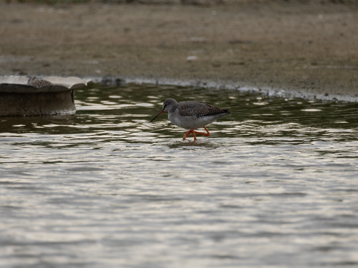 鶴鷸 - ML646855326