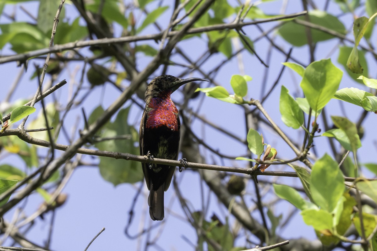 Scarlet-chested Sunbird - ML646855328