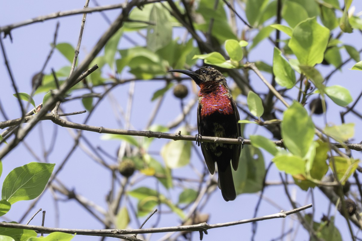 Scarlet-chested Sunbird - ML646855329