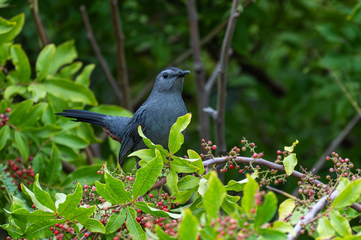 Gri Kedikuşu - ML646855331