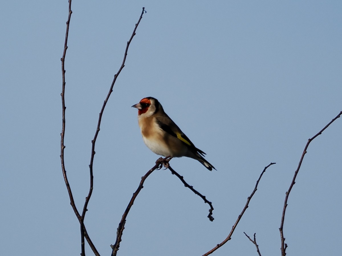 Cardellino - ML646855333