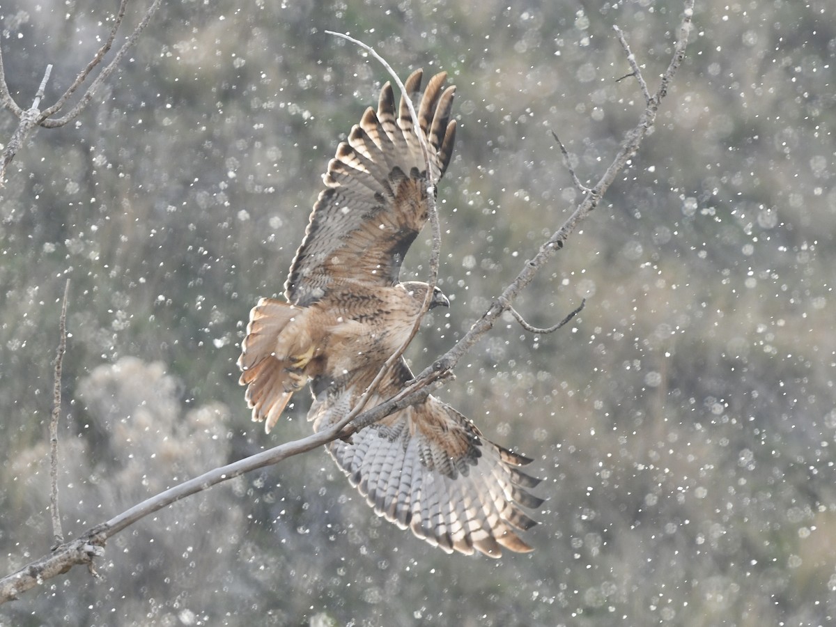 Red-tailed Hawk - ML646855335