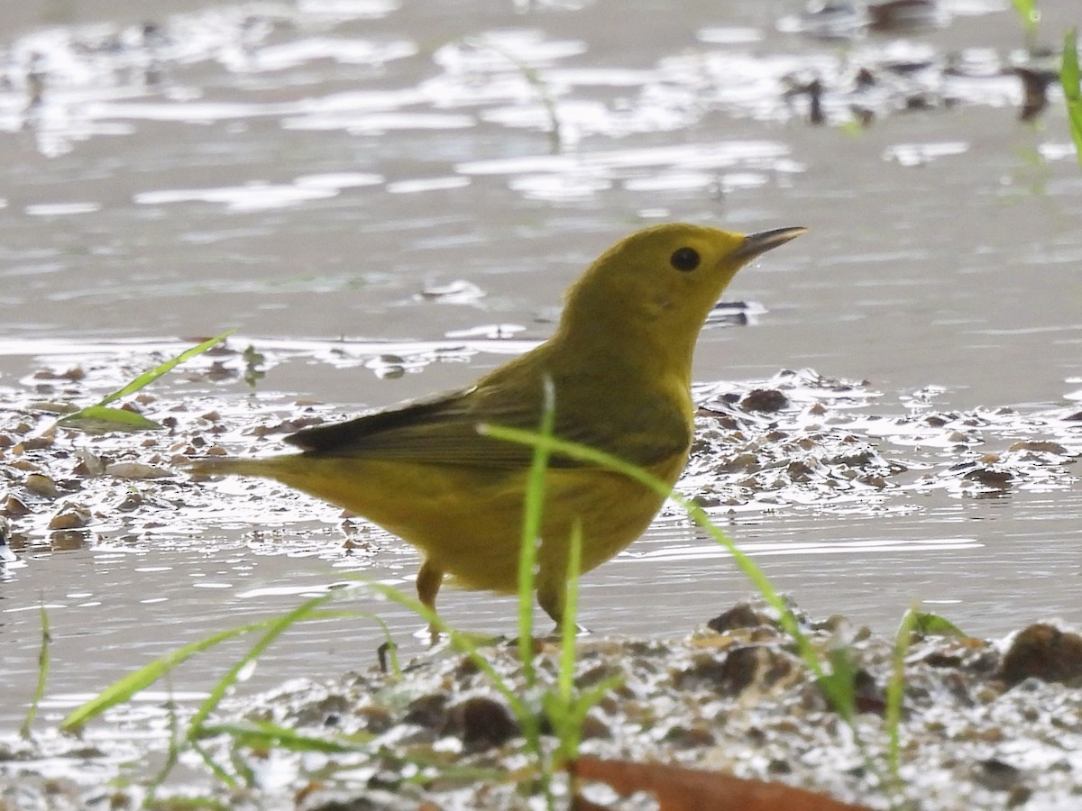Northern Yellow Warbler - ML646855339