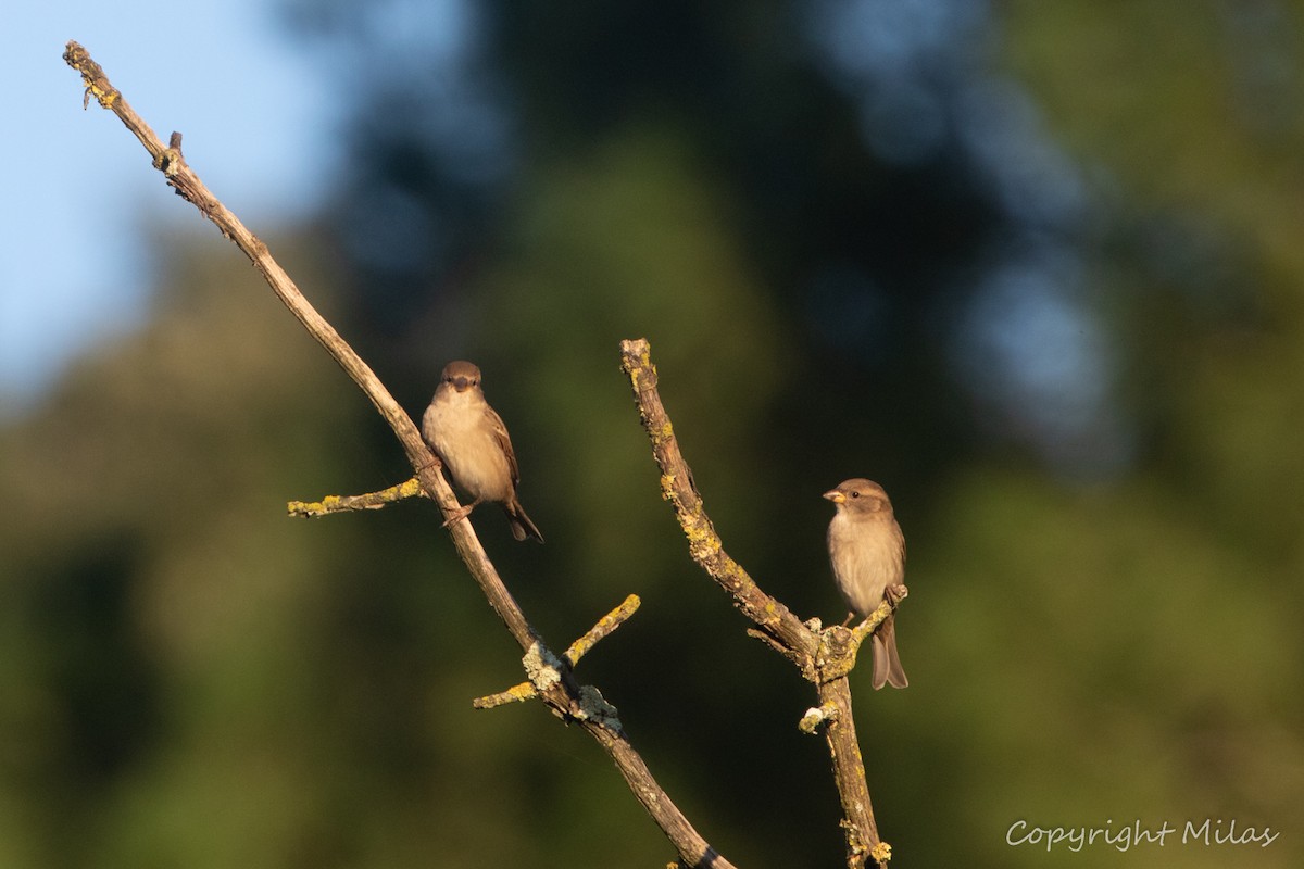 家麻雀 - ML646855340