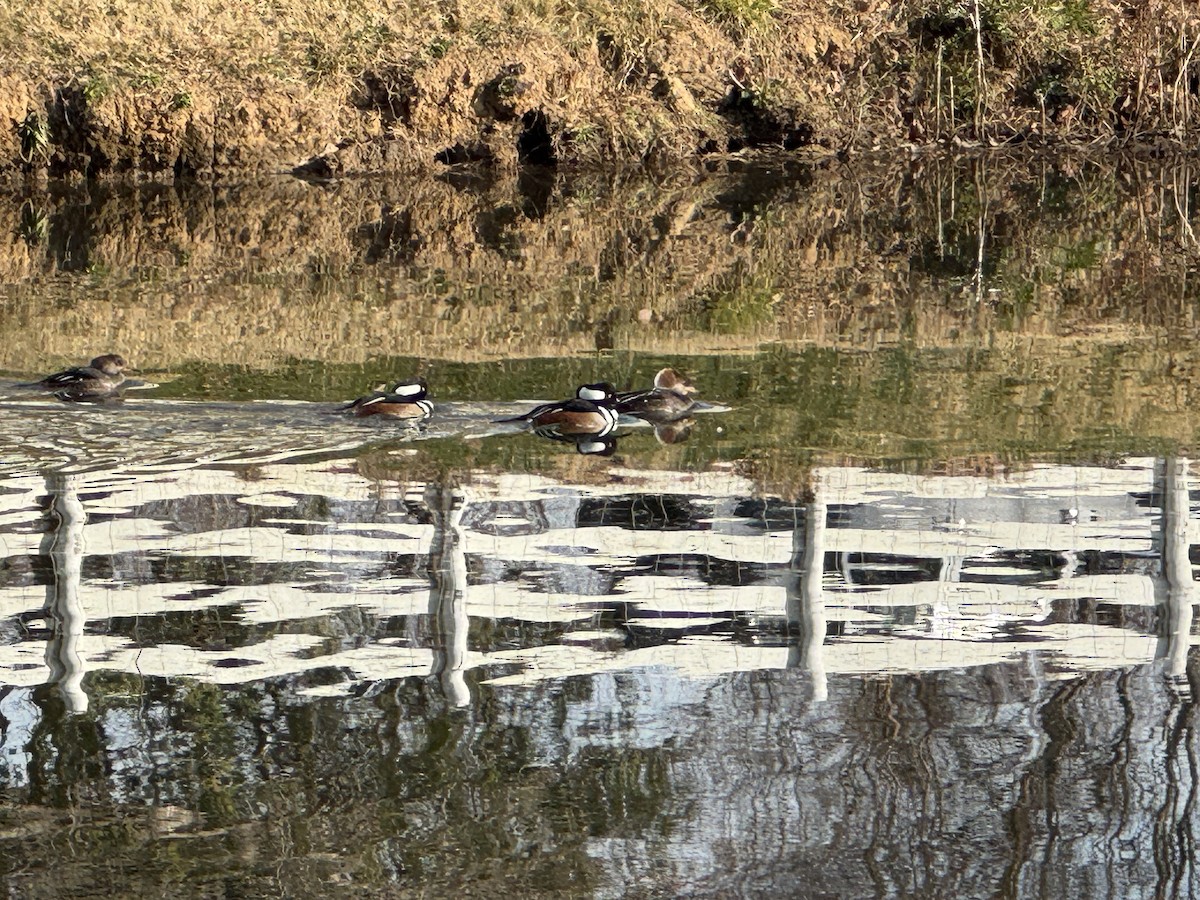 Hooded Merganser - ML646855341