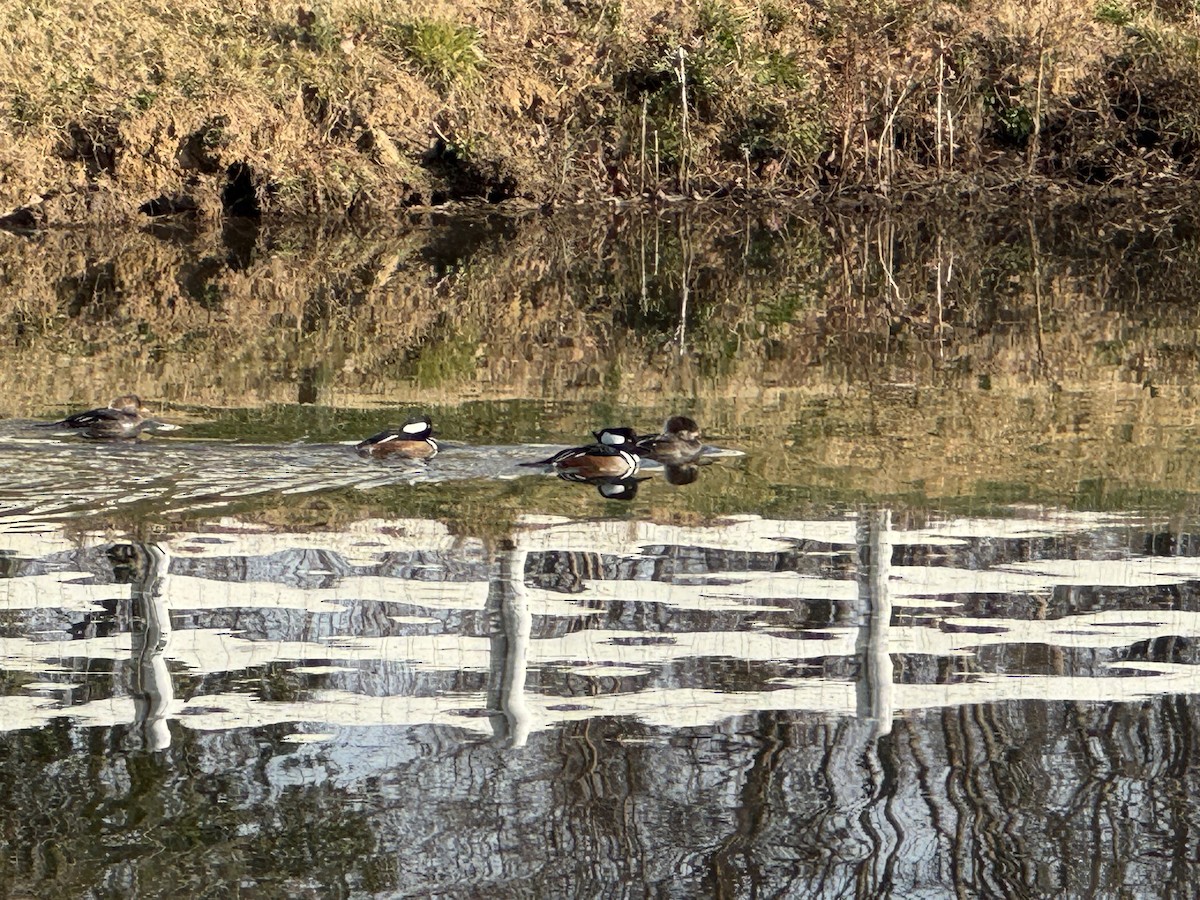 Hooded Merganser - ML646855342