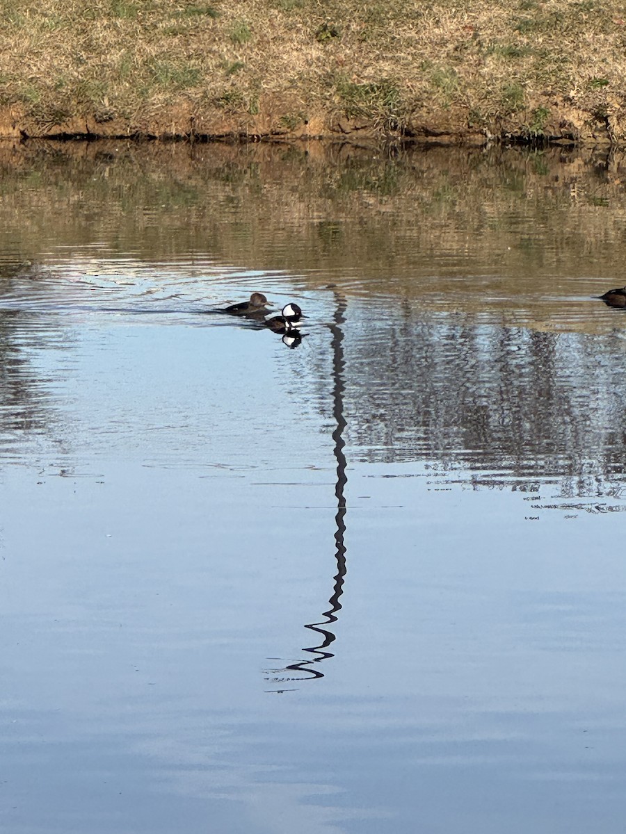 Hooded Merganser - ML646855343