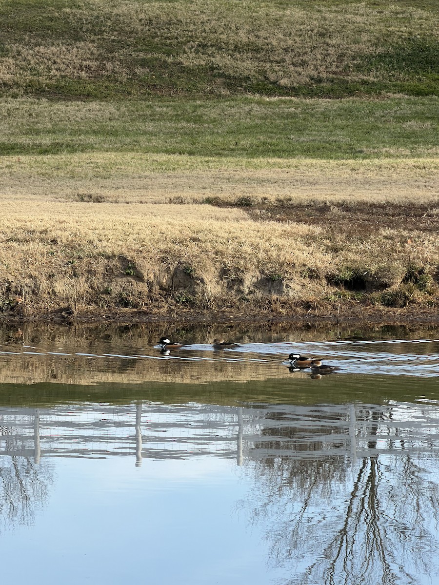 Hooded Merganser - ML646855344