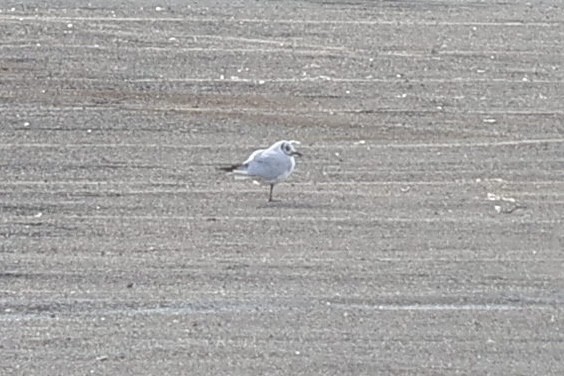 שחף אגמים - ML646855346