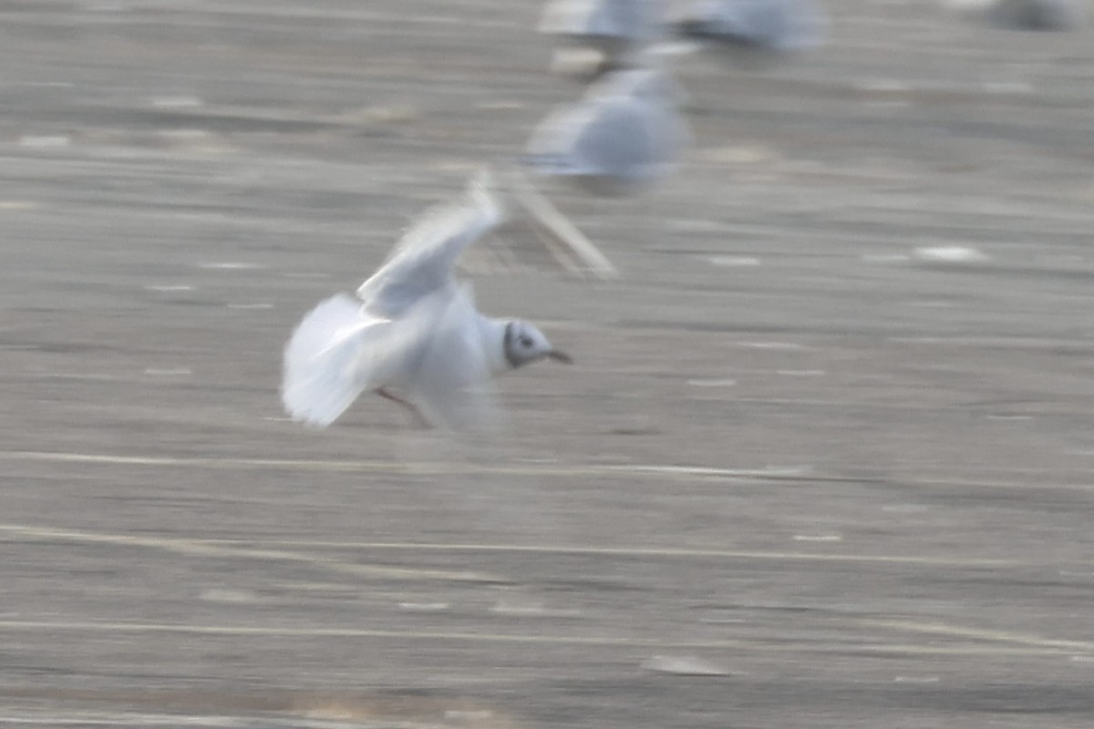 שחף אגמים - ML646855348
