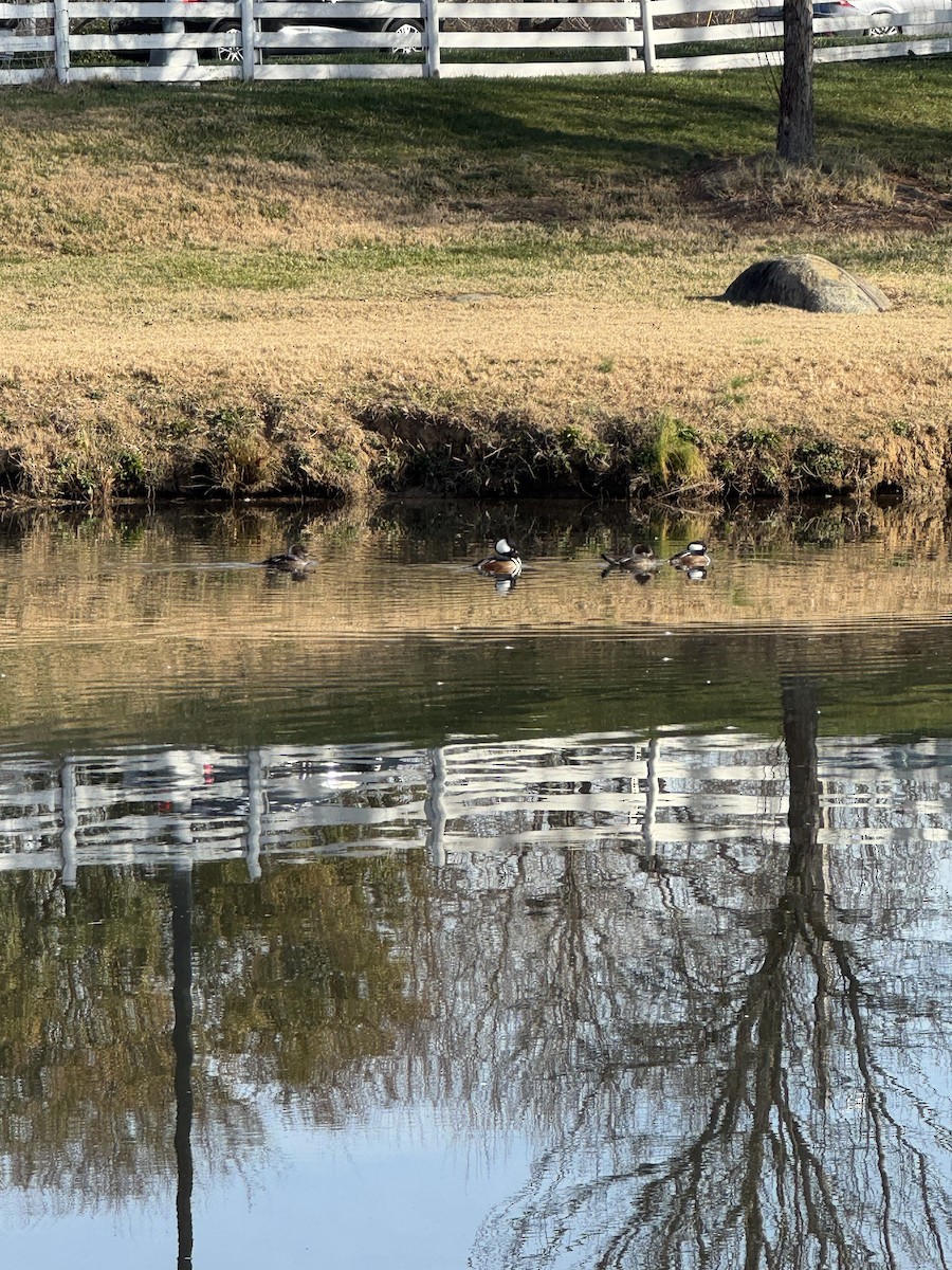 Hooded Merganser - ML646855349
