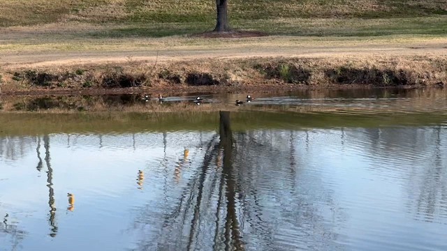 Serreta Capuchona - ML646855350