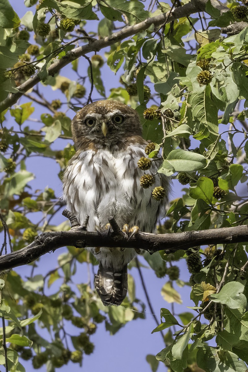 Сичик-горобець савановий - ML646855351