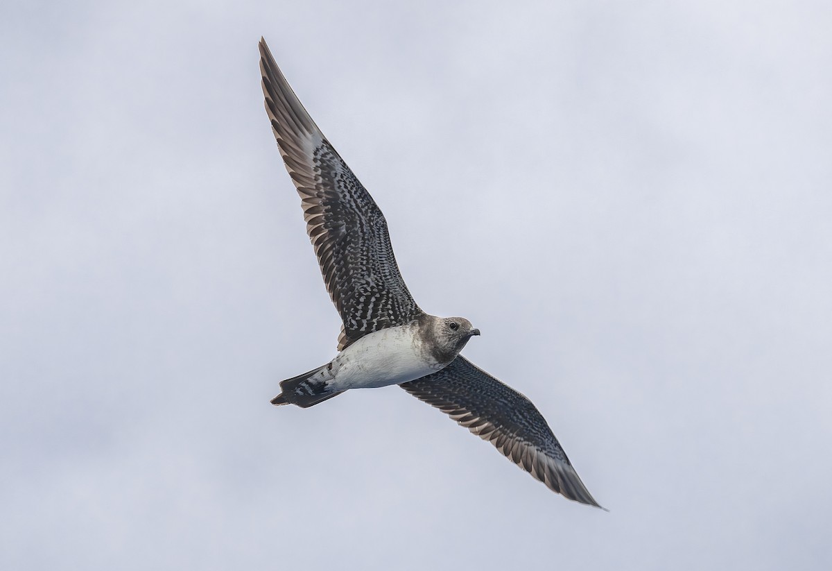 Long-tailed Jaeger - ML646855353