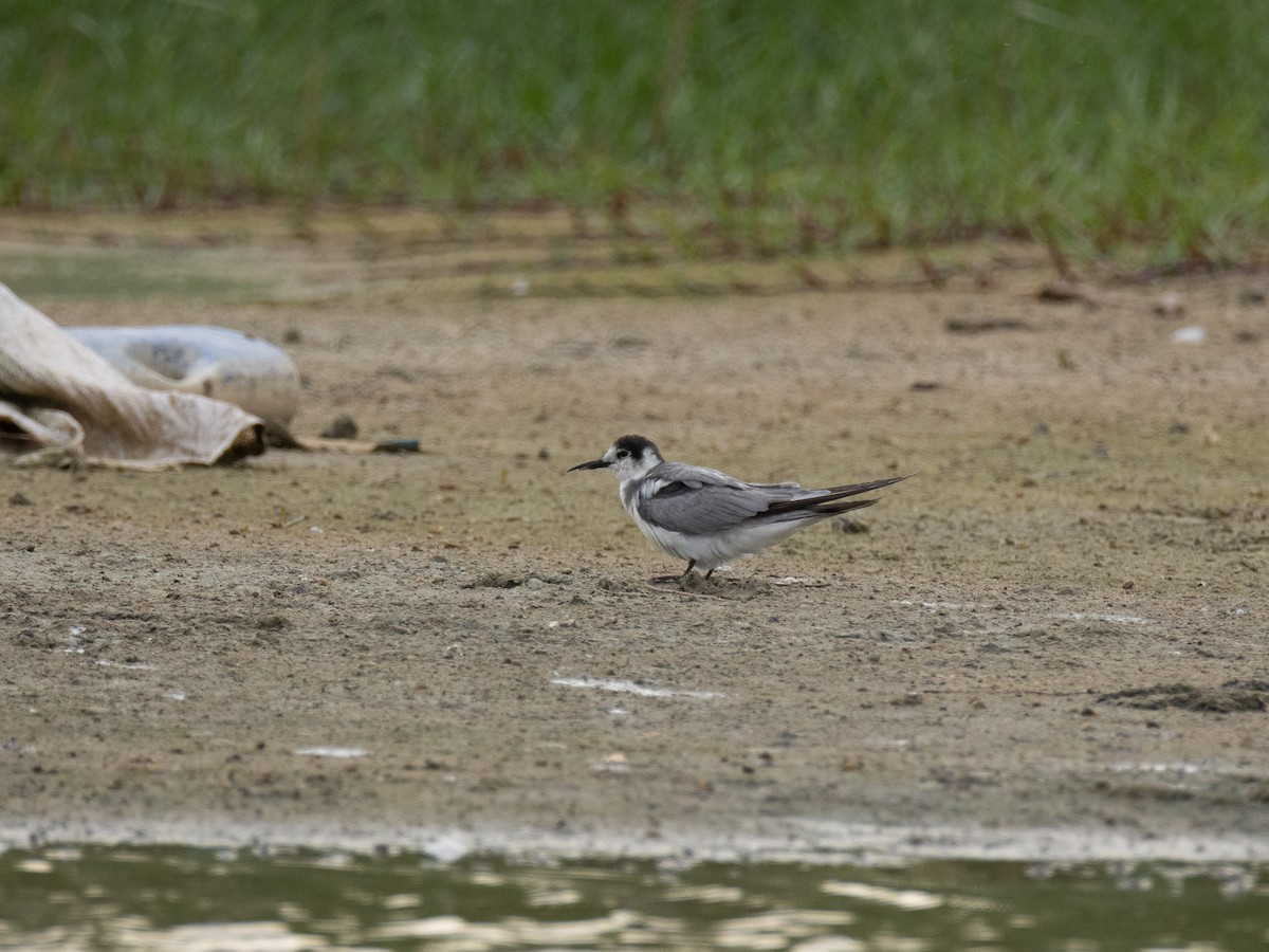 מירומית שחורה - ML646855354