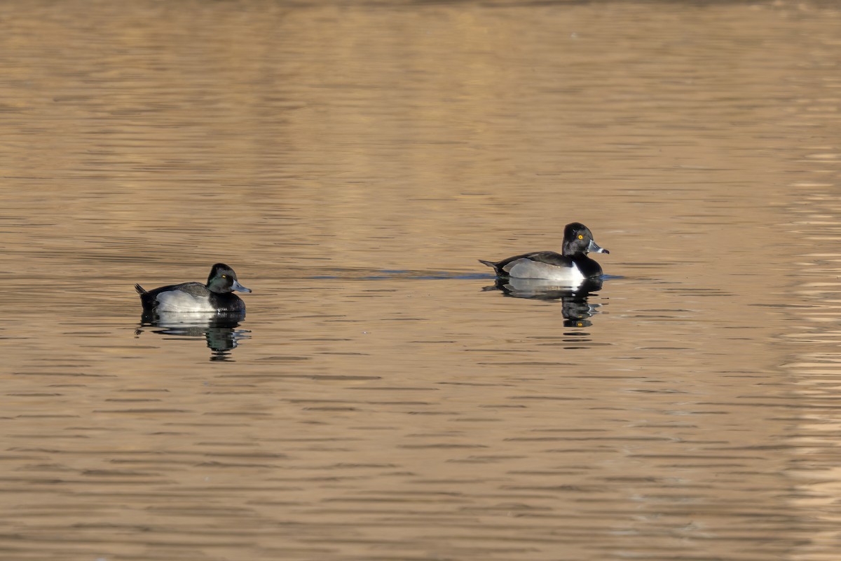 polák proužkozobý - ML646855357