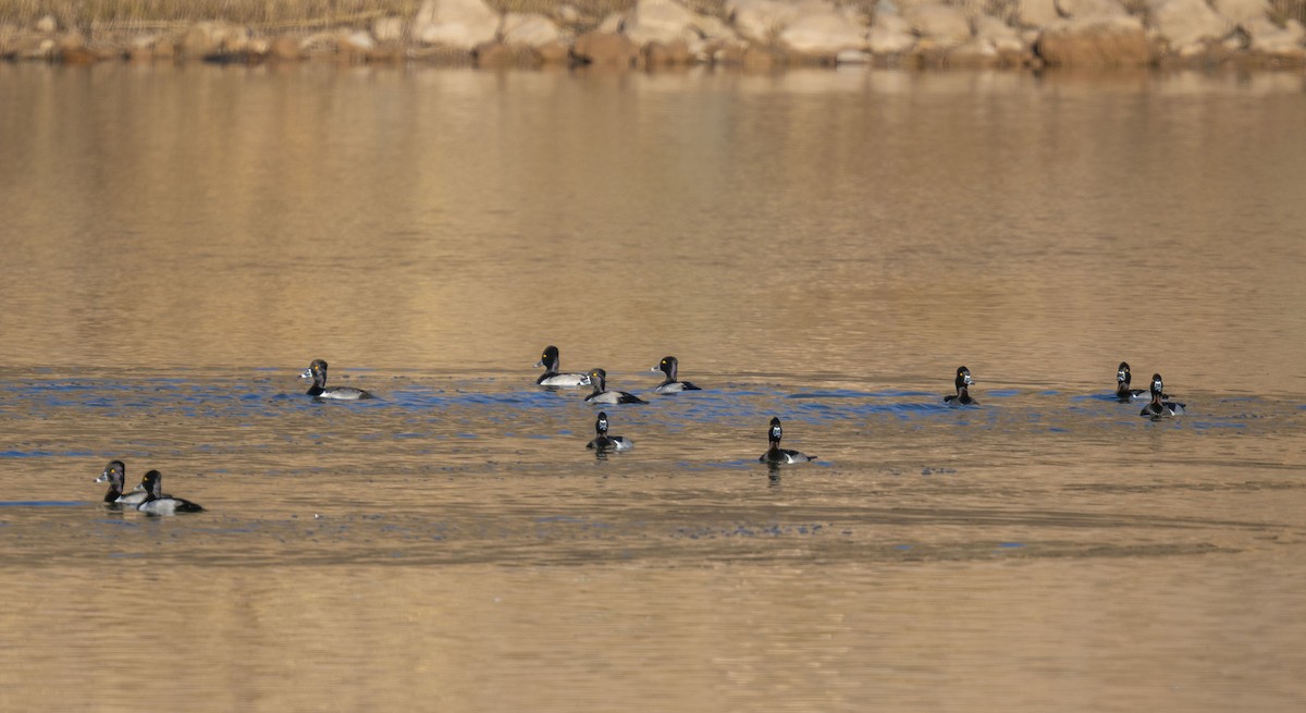 polák proužkozobý - ML646855358