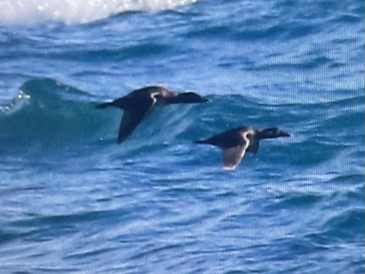 Macreuse à front blanc - ML646855361