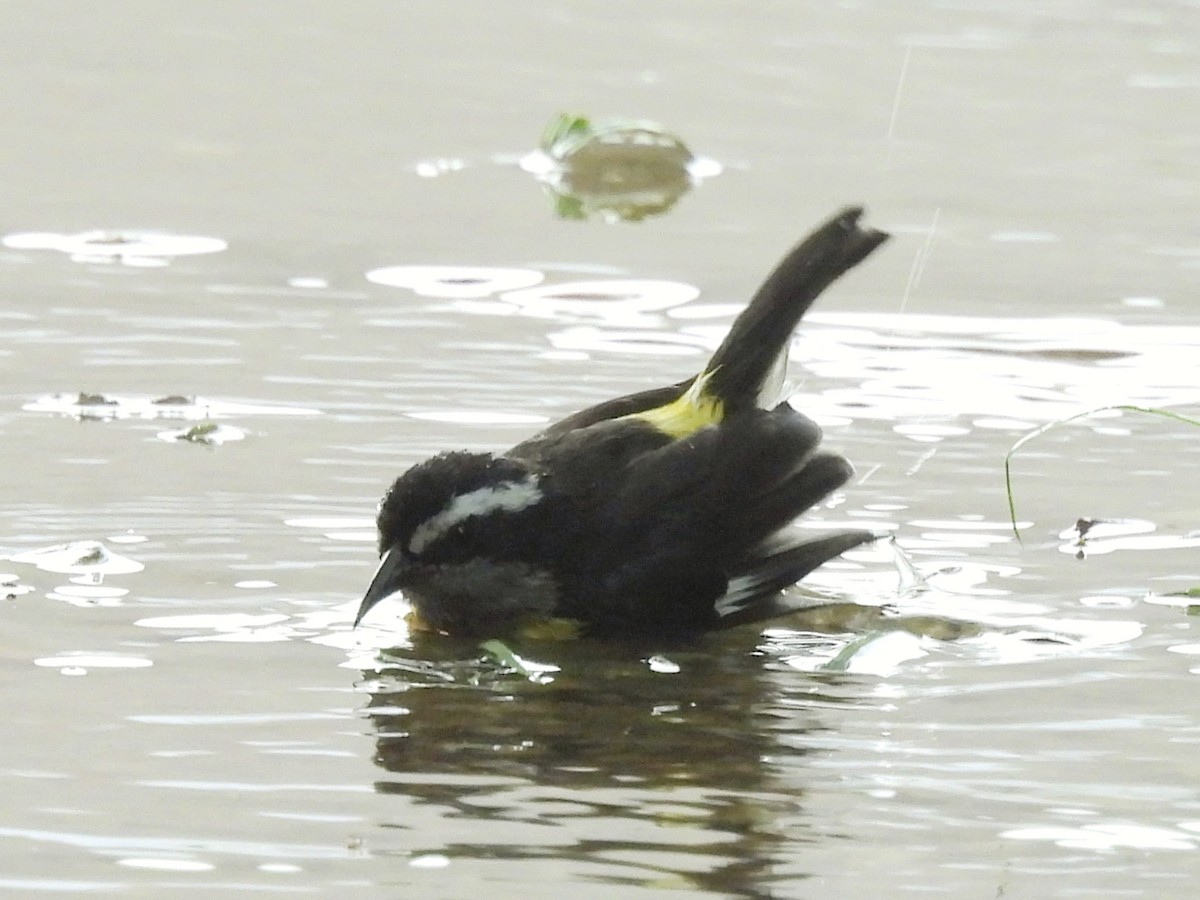 Sucrier à ventre jaune - ML646855366