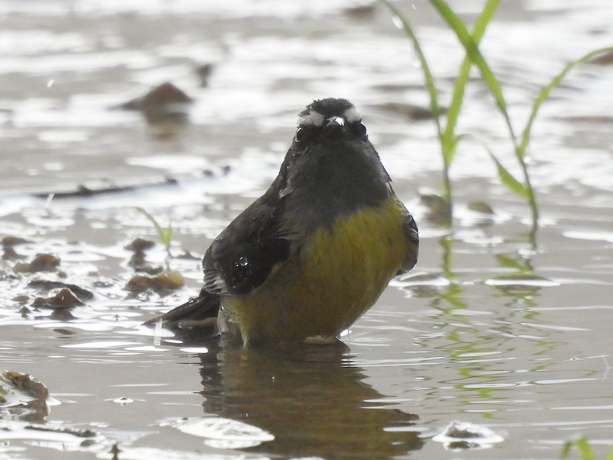 Sucrier à ventre jaune - ML646855367