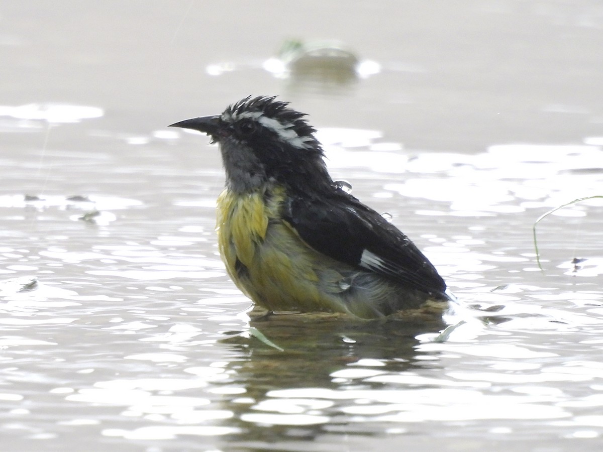 Sucrier à ventre jaune - ML646855368