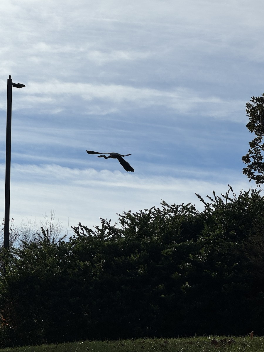Great Blue Heron - ML646855369