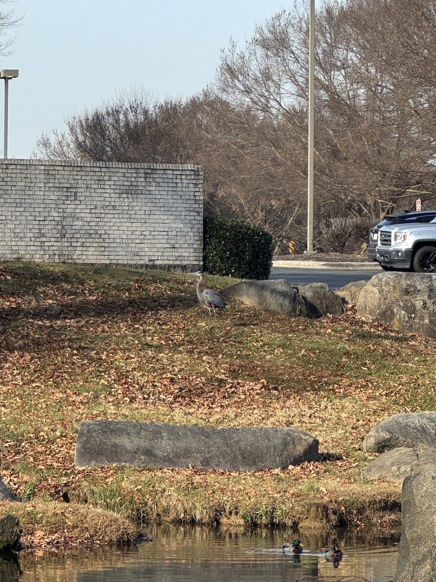 Garza Azulada - ML646855370