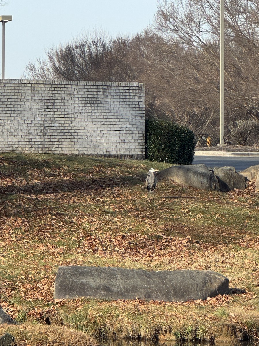 Garza Azulada - ML646855371