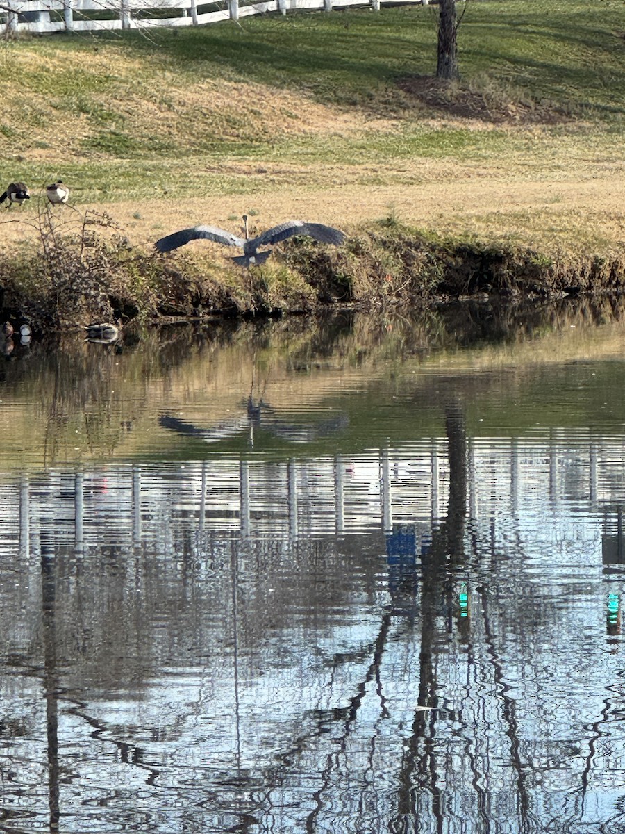 Garza Azulada - ML646855372