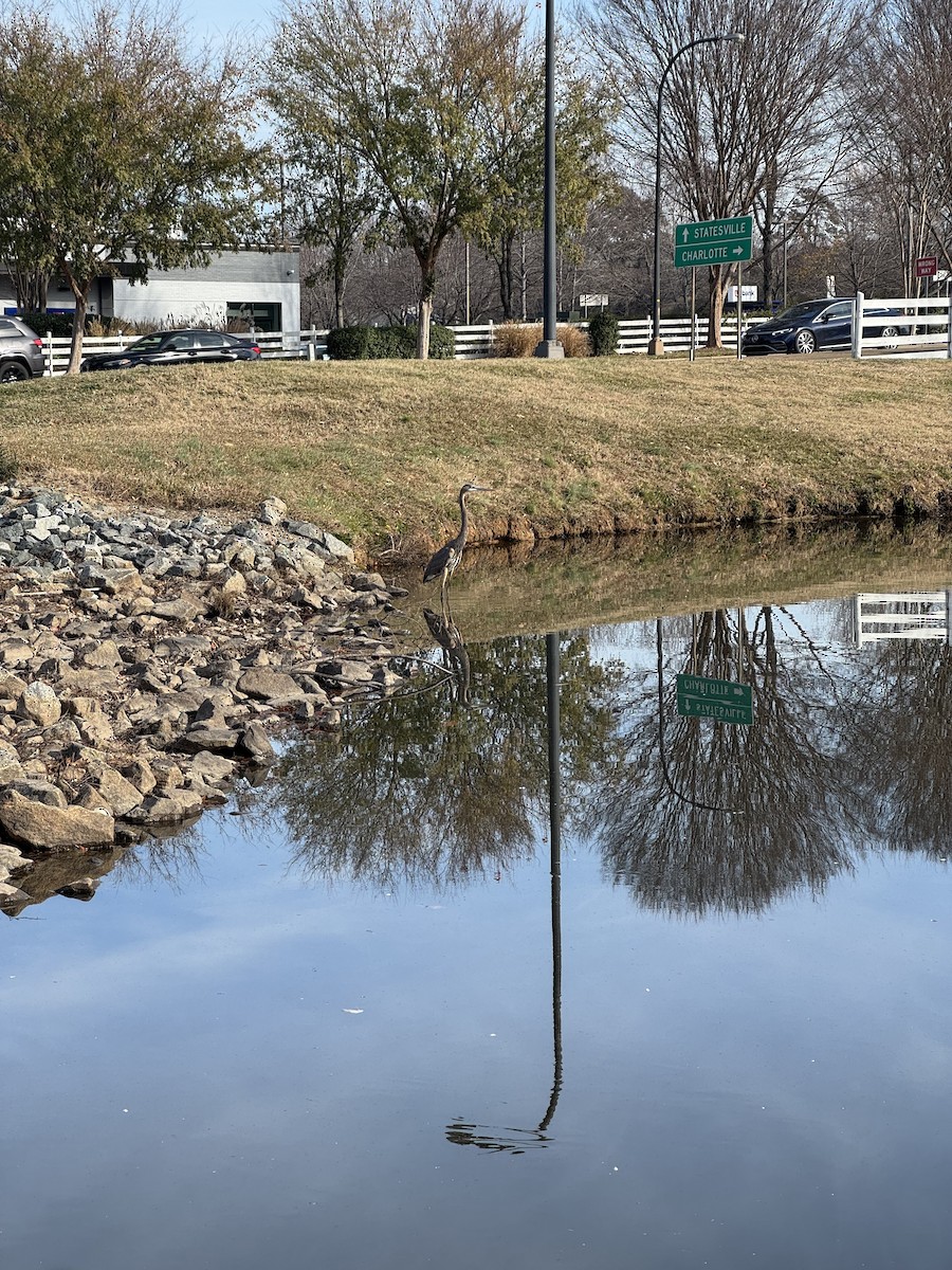 Garza Azulada - ML646855375