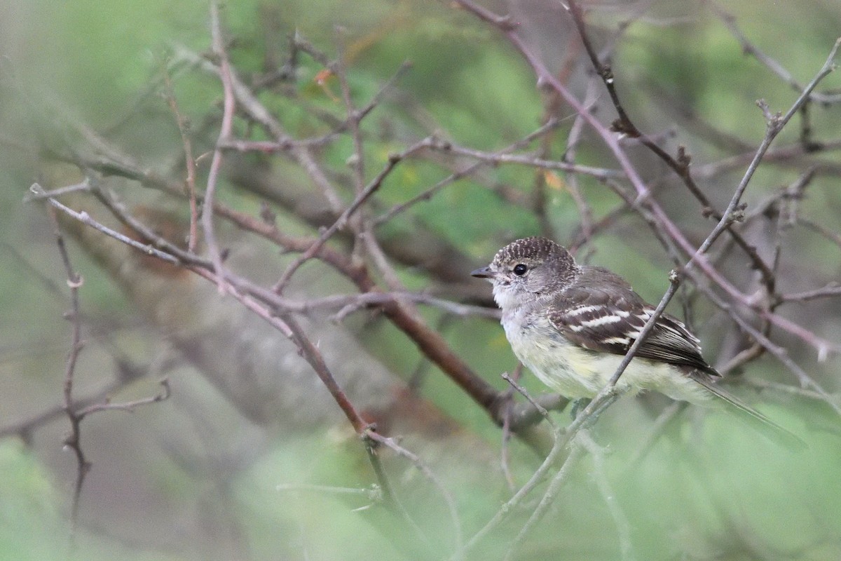 Mosquero Matorralero Sureño - ML646855376