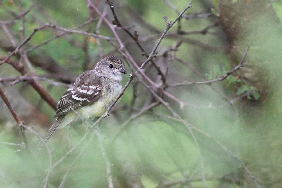 Mosquero Matorralero Sureño - ML646855377